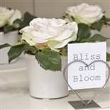 see our BLOOMS range 2011
