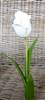 White fringe tulip stem