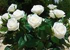 White rose single stem