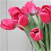 Long stem hot pink tulip stem x 1