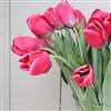 Long stem hot pink tulip stem x 1