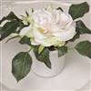 Rose in a small white pot x 1