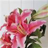 Very large pink lily stem x 1