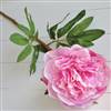 Pink large head peony stem