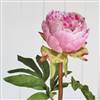 Pink medium head peony stem x1