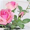 Pink double roses with bud