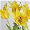 Yellow tulip stem x 1