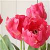 Pink parrot tulips in tall vase