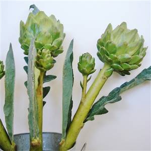 Artichoke stem x 1 ONLY