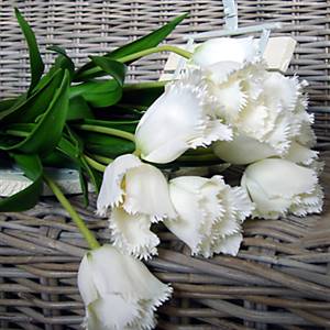 White fringe tulip long stem