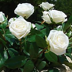 White rose single stem