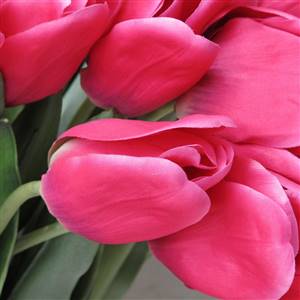 Floppy Long pink tulip stem x 1