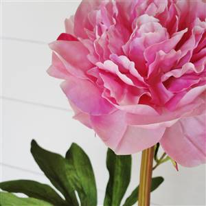 Pink large head peony stem x1