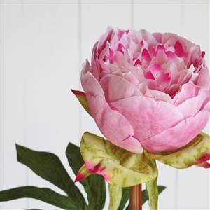 Pink medium head peony stem x1