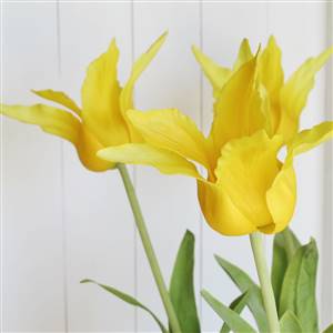 Yellow tulip stem x 1