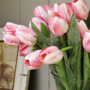 Short stem pink/white tulip x 1