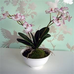 Orchid in a rice bowl