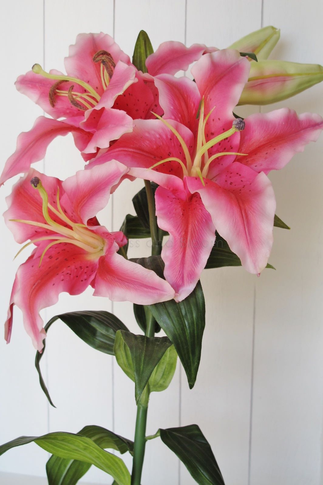 Very large pink lily stem x 1 | Bliss and Bloom