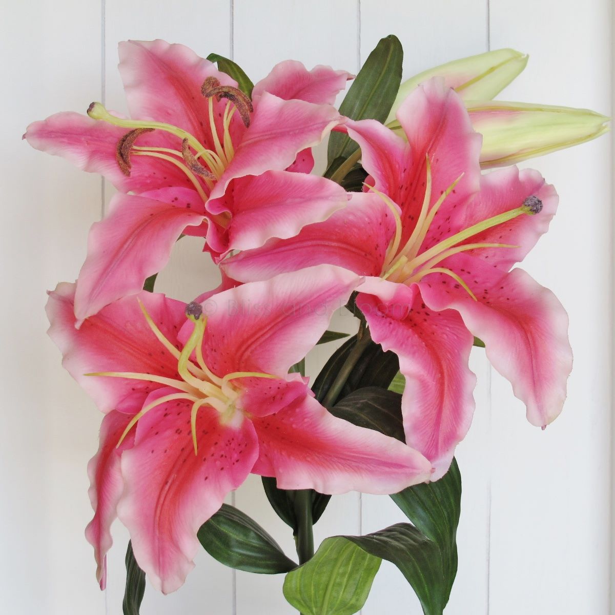 Very large pink lily stem x 1 | Bliss and Bloom Ltd